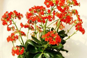這些花現(xiàn)在種，2~3個月后就能賞花了