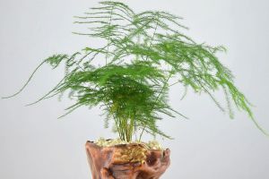 綠蘿吊蘭冬天一不留神就死了，學(xué)會(huì)這幾招，保花不死