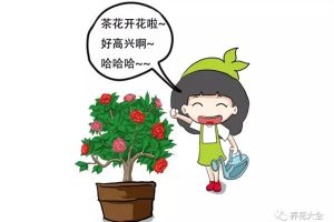 茶花養(yǎng)護(hù)大揭秘，過(guò)年買(mǎi)的茶花就這么養(yǎng)