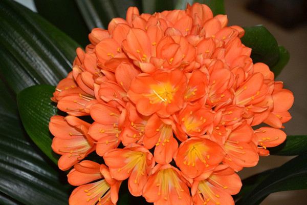 室內君子蘭竟然一年開花3、4次，葉厚根壯，怎么做到的