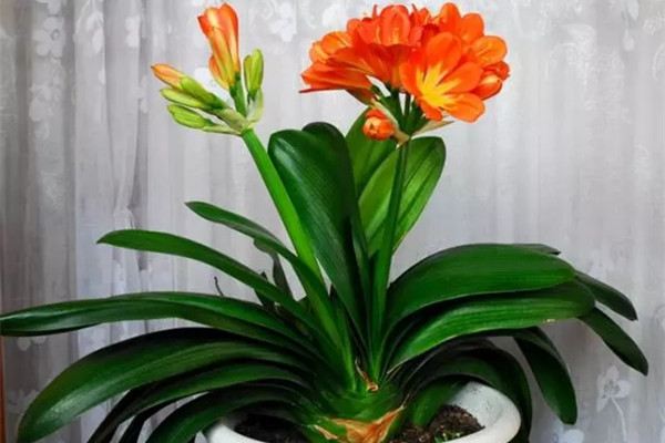 好看好養(yǎng)幾乎不死，新年就養(yǎng)這些花