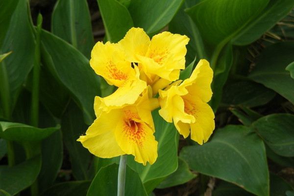 美人蕉怎么過(guò)冬