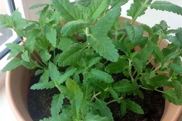 10種花卉最佳扦插時(shí)間和技巧，趕緊收藏了