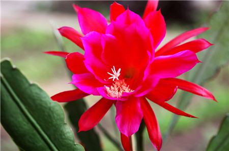 令箭荷花的秋季養(yǎng)護(hù)方法