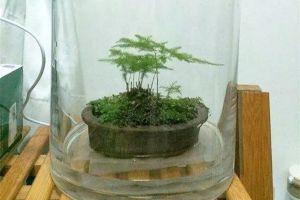 快死的發(fā)財樹綠蘿，老園丁一招就能起死回生！