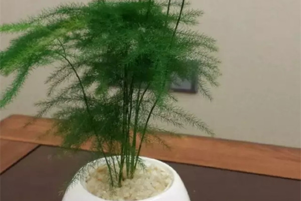 花養(yǎng)不養(yǎng)得好，要看它適不適合放在室內(nèi)！