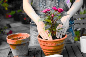 黃葉、萎蔫…剛買回家、剛換完盆的花說死就死？為什么？
