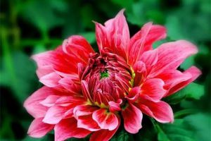 你養(yǎng)的花耐不耐陰，看葉子就知道了！