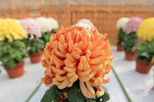 這3種花，花色品種繁多，95%的花友都在種