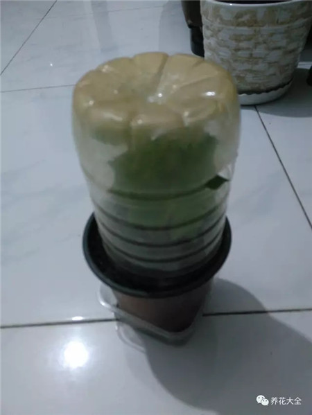 掰下的枝條