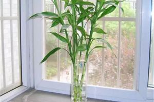 富貴竹怎么養(yǎng)鮮脆水靈、枝繁葉茂，讓你旺財又旺運！