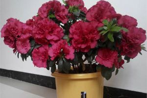新年年宵花，購買養(yǎng)護(hù)你做對了嗎？