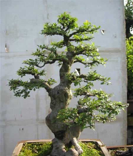 榆樹(shù)的修剪方法