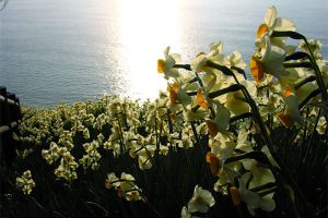 冬天你不修修剪剪，來(lái)年花怎能長(zhǎng)得又快又好