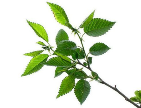 榆樹(shù)播種繁殖