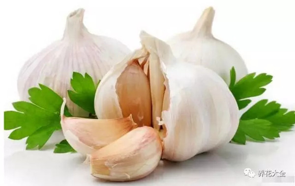 養(yǎng)花用大蒜？防腐防蟲還促發(fā)芽，真絕了！