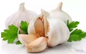 養(yǎng)花用大蒜？防腐防蟲還促發(fā)芽，真絕了！