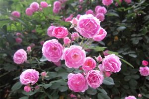 月月開花還好養(yǎng)活，簡直是養(yǎng)花殺手的福音