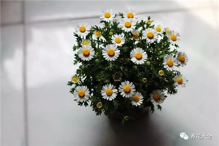 白晶菊優(yōu)點
