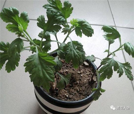 菊花的養(yǎng)護(hù)要點(diǎn)圖片