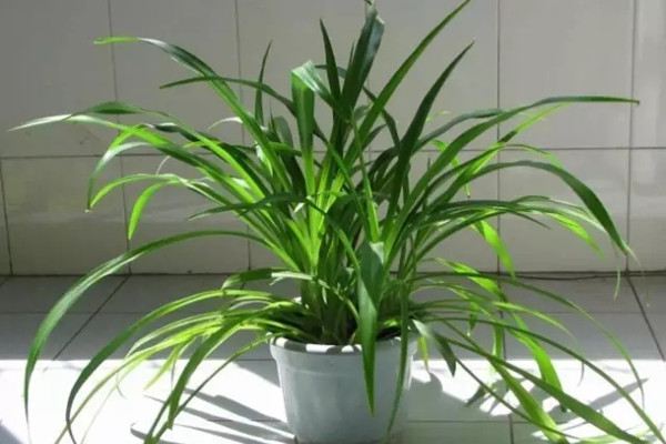植物怕冷，只知道抱進(jìn)室內(nèi)就完了？
