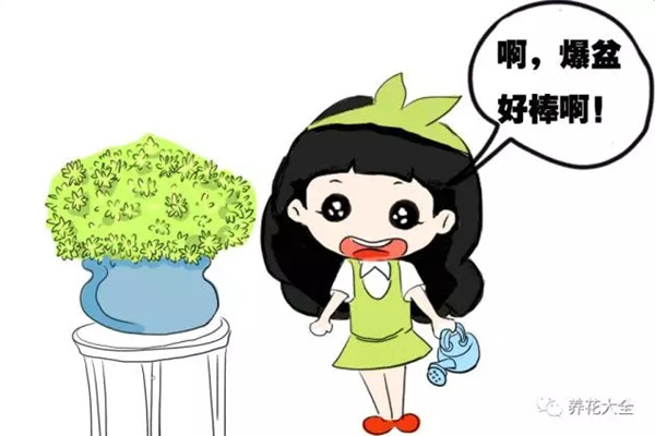 這些花個子小，爆起盆來卻壯觀無比