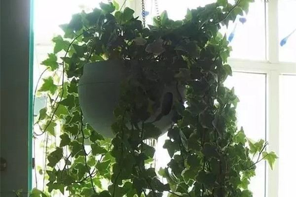 養(yǎng)花大神的家都長這樣，植物窗簾美到?jīng)]朋友