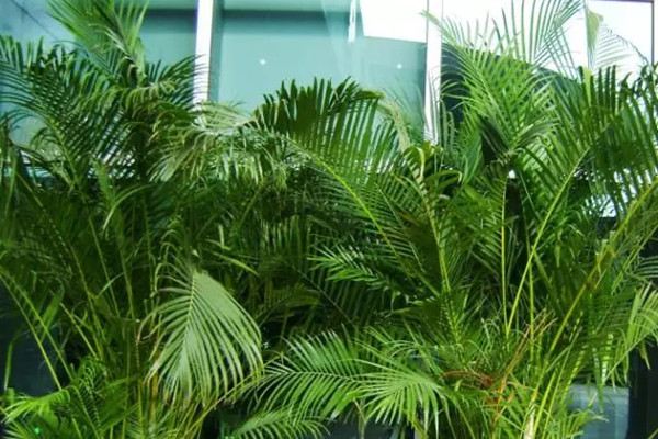 暖氣空調(diào)房太干燥，種幾盆加濕植物吧