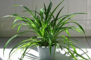 植物怕冷，只知道抱進室內(nèi)就完了？
