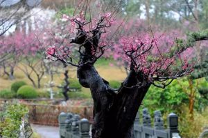 梅蘭竹菊沒養(yǎng)過，不算真正養(yǎng)花人！