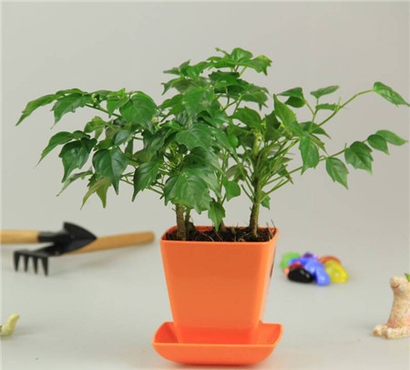 平安樹換盆后的護(hù)理