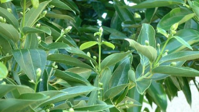平安樹(shù)怎么播種繁殖