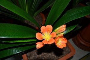 這么養(yǎng)，君子蘭年年開(kāi)花，不開(kāi)你找我！