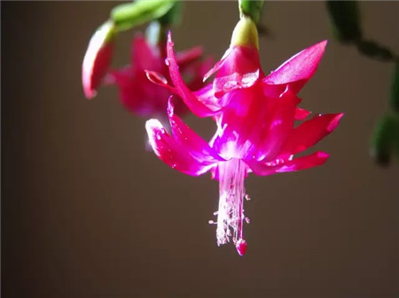 蟹爪蘭如何疏蕾？