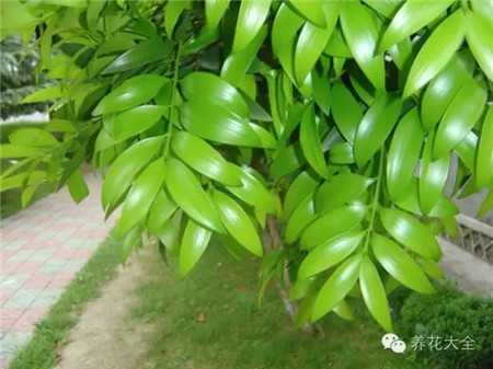 竹柏 竹柏