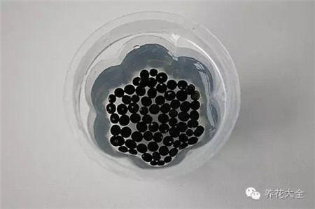 漿果 漿果