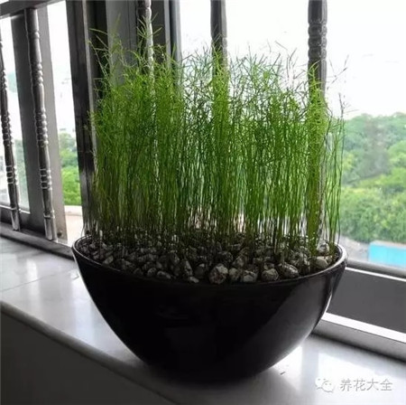 小盆景 小盆景