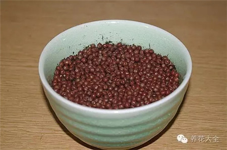 種子種到花盆中 種子種到花盆中