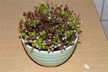 發(fā)芽長(zhǎng)葉 發(fā)芽長(zhǎng)葉