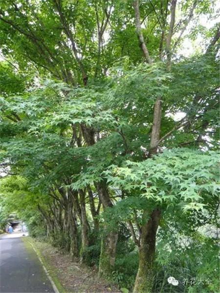 青楓 青楓