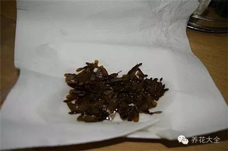青楓 青楓