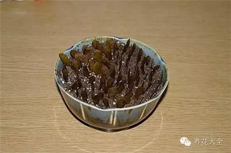 催芽之后 催芽之后