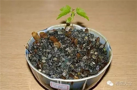 長(zhǎng)出小苗 長(zhǎng)出小苗