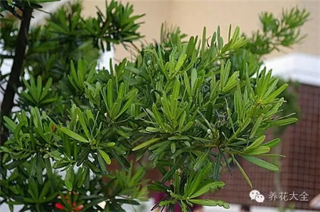 羅漢松 羅漢松