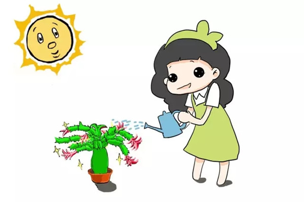 全能蟹爪蘭養(yǎng)護(hù)手冊，你遇見的問題全在這里了