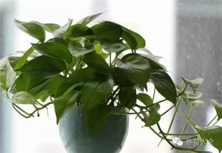 冬季植物多久澆一次水？