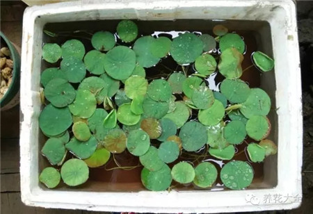 種銅錢草、碗蓮