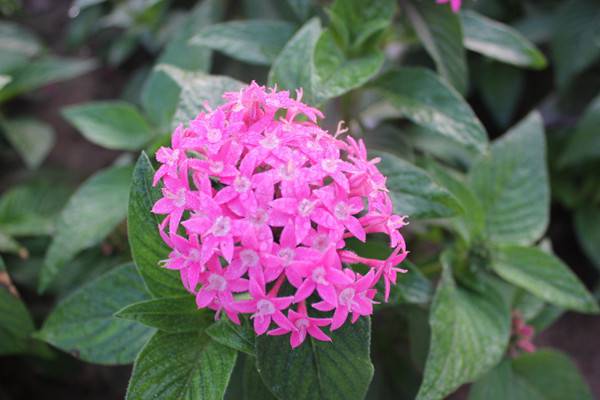 扦插、做溫室，養(yǎng)花一個泡沫箱就搞定，省錢又省心！