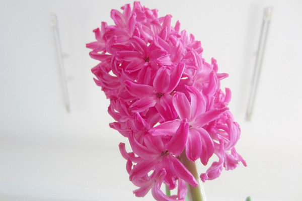 學(xué)會(huì)這幾招，還怕風(fēng)信子不開花？
