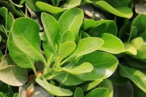 冬天花卉養(yǎng)不活，90%都是水澆錯(cuò)了